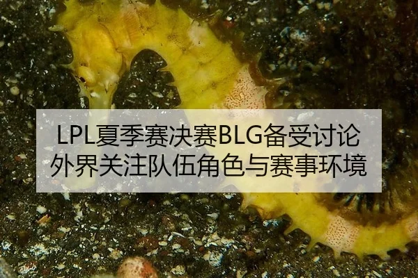 LPL夏季赛决赛BLG备受讨论 外界关注队伍角色与赛事环境（leyu）